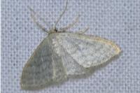 Idaea subsericeata