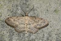 Idaea seriata
