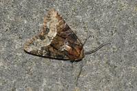 Oligia strigilis