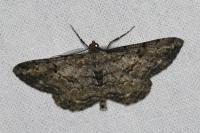 Peribatodes rhomboidaria