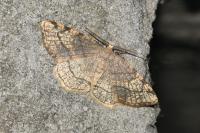 Stegania trimaculata