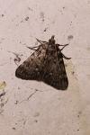 Aglossa pinguinalis
