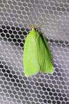 Tortrix viridana