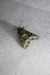 Oligia strigilis