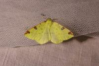 Opisthograptis luteolata
