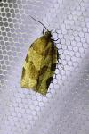 Choristoneura hebenstreitella