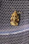 Archips xylosteana