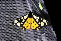 Arctia villica