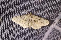 Peribatodes rhomboidaria
