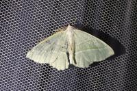 Campaea margaritaria