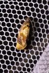 Ditula angustiorana