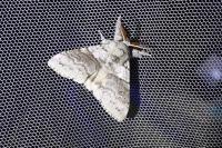 Calliteara pudibunda
