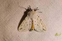 Spilosoma lubricipeda