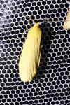 Wittia sororcula