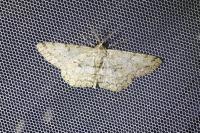 Hypomecis punctinalis