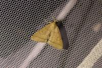 Herminia tarsipennalis