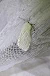 Leucoma salicis