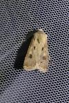 Agrotis exclamationis