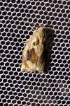 Archips crataegana