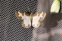 Lomaspilis marginata