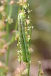Orthosia gothica