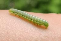 Orthosia