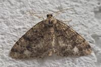 Parectropis similaria