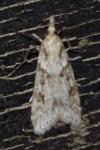 Eudonia angustea