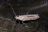 Pyroderces argyrogrammos