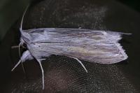 Cucullia umbratica