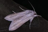 Cucullia umbratica