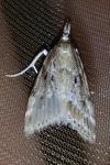Eudonia pallida