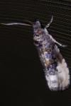 Hedya nubiferana