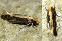 Monopis crocicapitella