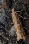 Bactra furfurana