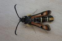Pyropteron chrysidiforme