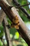 Epagoge grotiana
