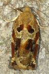 Archips xylosteana