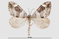 Thera britannica