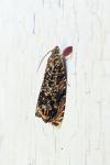 Enarmonia formosana