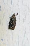 Enarmonia formosana