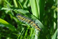 Saturnia pavonia