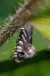 Glyphipterix simpliciella