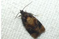 Ditula angustiorana