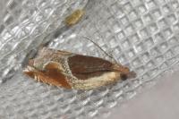 Ancylis unculana