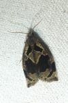 Archips crataegana