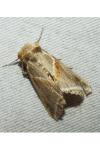 Habrosyne pyritoides