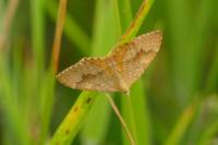 Camptogramma bilineata