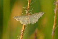 Idaea macilentaria