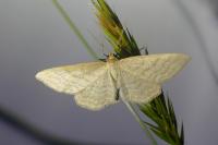 Idaea macilentaria